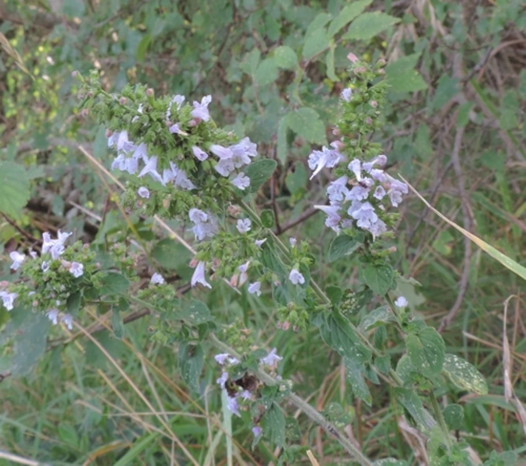 Piantina profumata:  Clinopodium nepeta